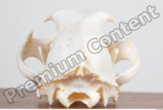 Skull photo reference 0069